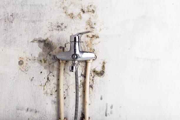 Best Mold Remediation  in Oakley, KS