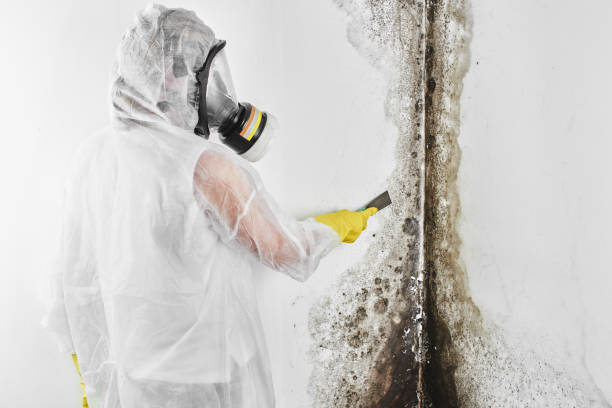 Best Mold Removal Process  in Oakley, KS
