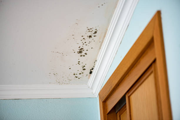 Best Professional Mold Removal  in Oakley, KS