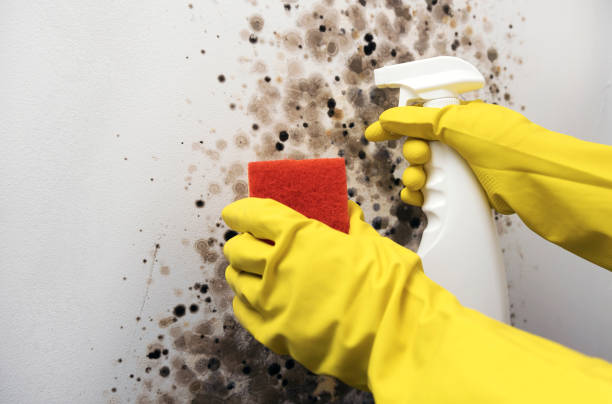 Best Attic Mold Removal  in Oakley, KS