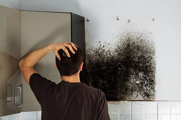 Best Affordable Mold Removal  in Oakley, KS