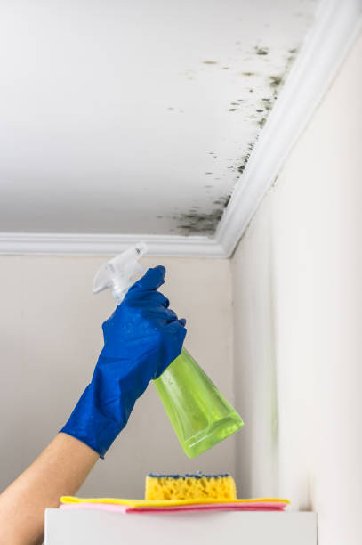 Best Office Mold Removal Services  in Oakley, KS